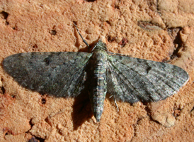 Common Pug